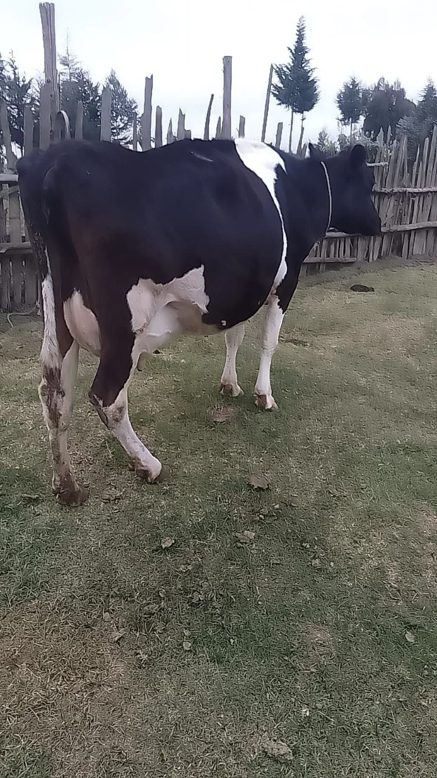 Frisian dairy cow 